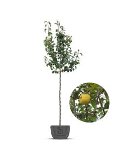 Kweepeer | Cydonia oblonga 'Champion'