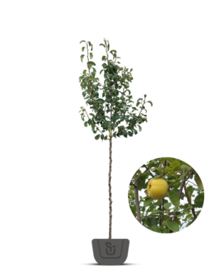 Kweepeer | Cydonia oblonga 'Champion'