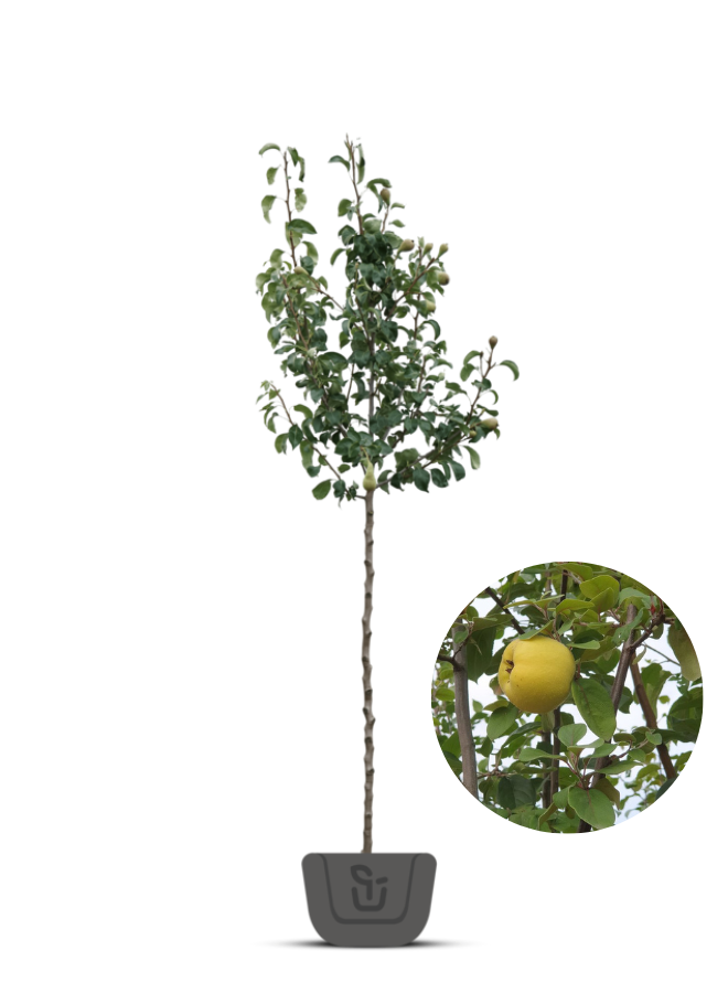 Kweepeer | Cydonia oblonga 'Champion'