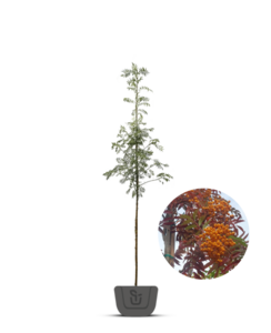Lijsterbes | Sorbus Autumn Spire