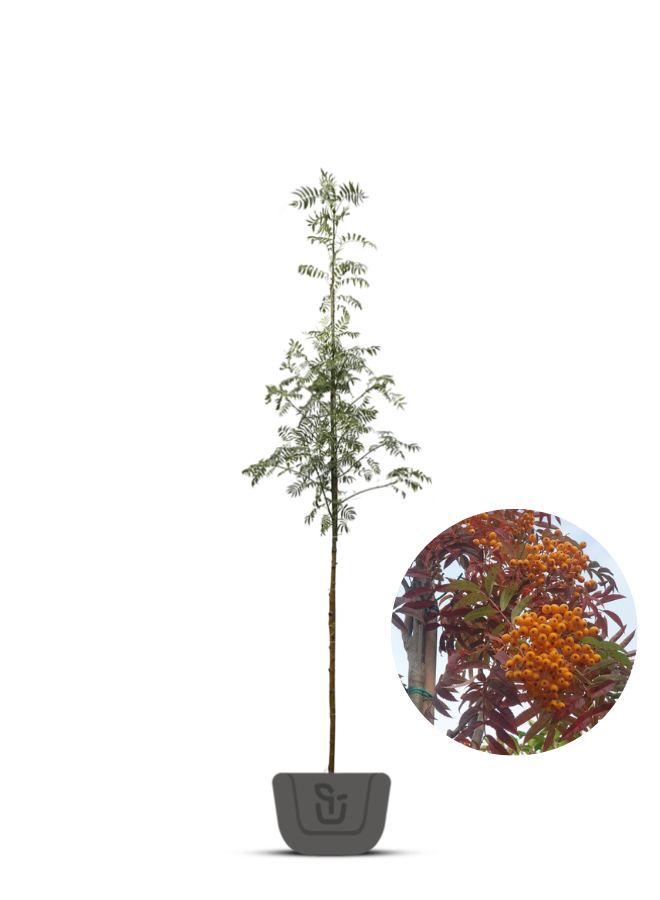 Lijsterbes | Sorbus Autumn Spire