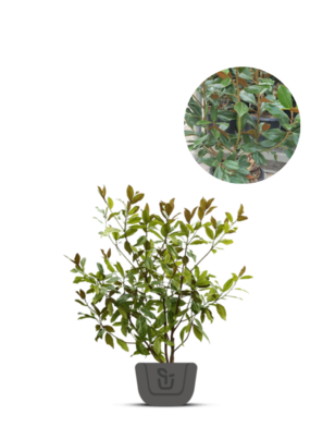 Magnolia struik | Magnolia grandiflora Goliath | Preacox