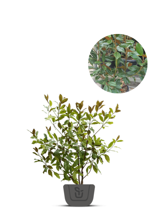 Magnolia struik | Magnolia grand. Goliath