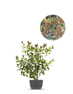 Magnolia grandiflora Little Gem