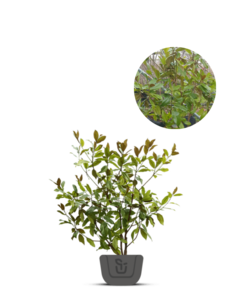 Magnolia struik | Magnolia grand. Exmouth