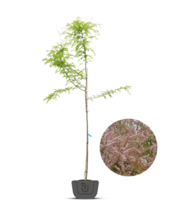 Tamarisk | Tamarix ramosissima 'Pink Cascade'