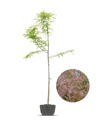 Tamarisk | Tamarix ramosissima 'Pink Cascade'