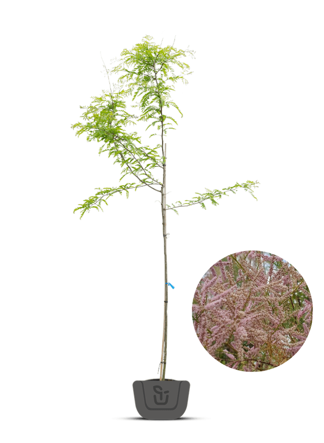 Tamarisk | Tamarix ramosissima 'Pink Cascade'