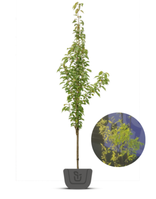 Tibetaanse sierkers | Prunus serrula