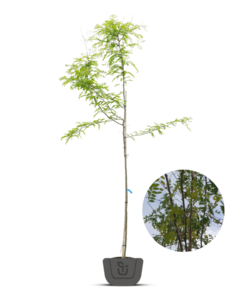 Valse christusdoorn | Gleditsia triacanthos