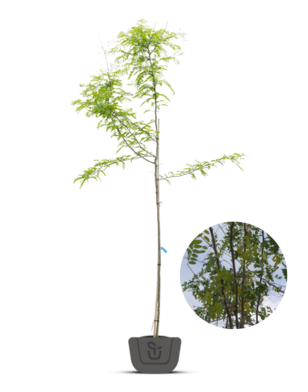 Valse christusdoorn | Gleditsia triacanthos