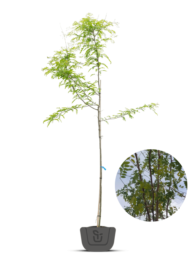 Valse christusdoorn | Gleditsia triacanthos