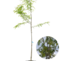 Valse christusdoorn | Gleditsia triacanthos