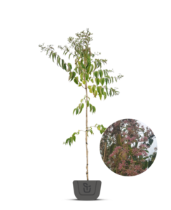 Zevenzonenboom | Heptacodium miconiodes