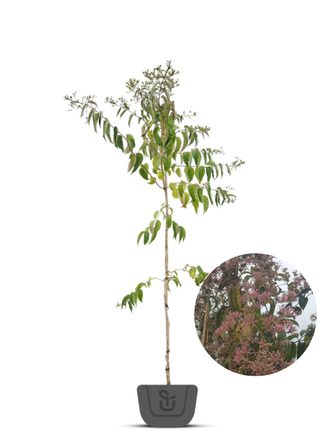 Zevenzonenboom | Heptacodium miconiodes