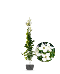 Chinese kornoelje |  Cornus k. Chinenses