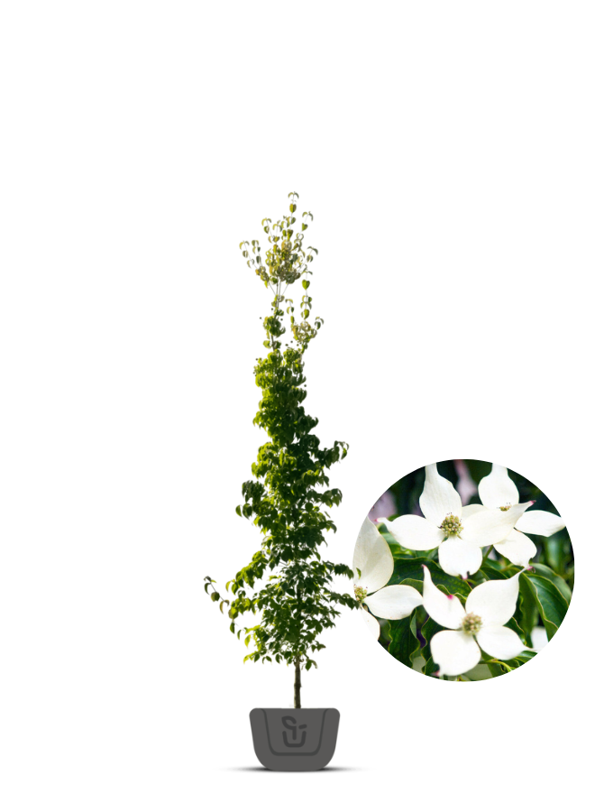 Chinese kornoelje |  Cornus k. Chinenses