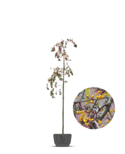 Gele sierappel | Malus t. Brouwers Beauty