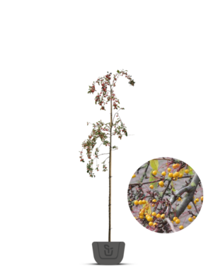 Gele sierappel | Malus toringo Brouwers Beauty
