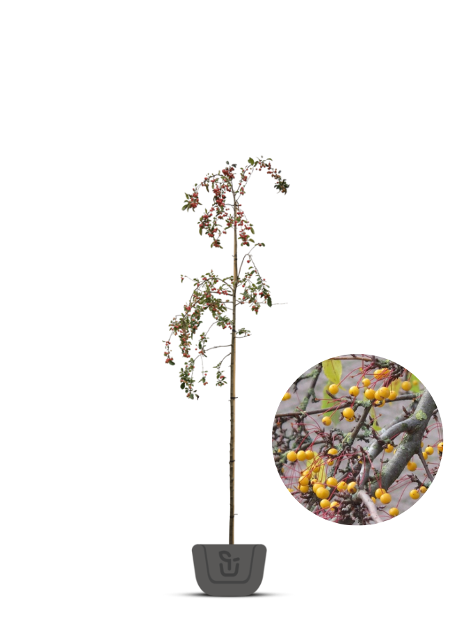 Gele sierappel | Malus toringo Brouwers Beauty