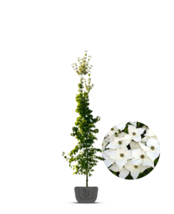 Japanse kornoelje |  Cornus kousa Milky Way