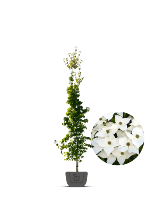 Japanse kornoelje | Cornus kousa Milky Way