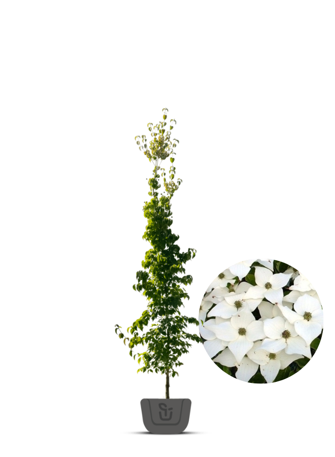 Japanse kornoelje |  Cornus kousa Milky Way