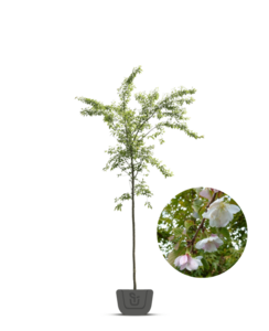 Japanse sierkers | Prunus sub. Autumnalis