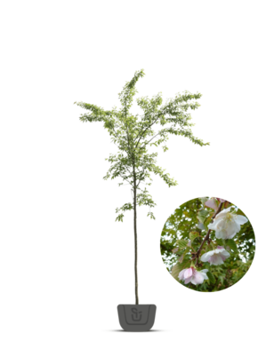 Japanse sierkers | Prunus subhirtella Autumnalis