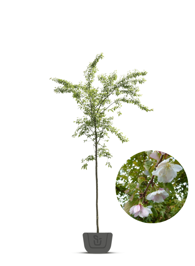 Japanse sierkers | Prunus sub. Autumnalis