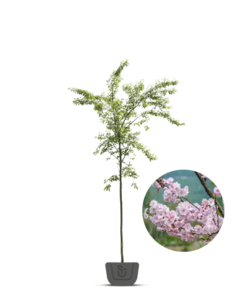 Japanse sierkers | Prunus sub. Autumnalis Rosea