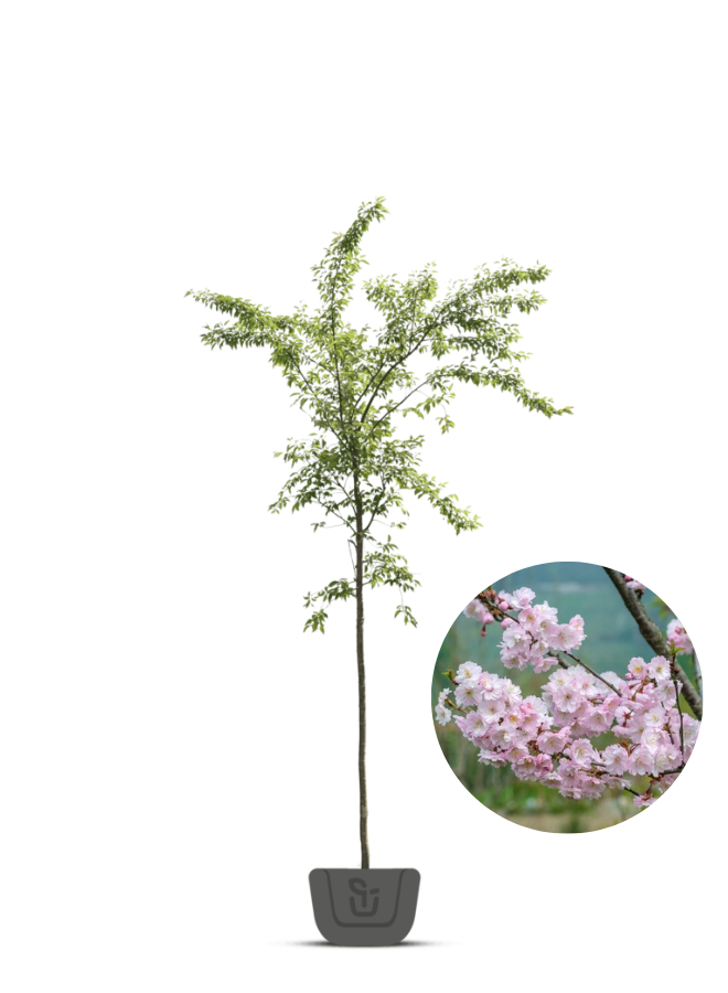 Japanse sierkers | Prunus sub. Autumnalis Rosea