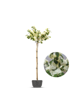 Viburnum opulus 'Roseum'