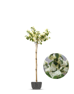 Viburnum opulus 'Roseum'