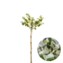 Viburnum opulus 'Roseum'