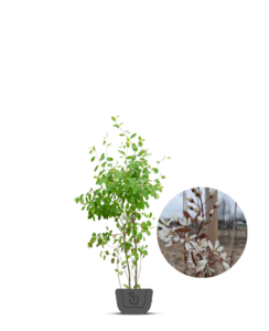 Krentenboom meerstammig | Amelanchier Lamarckii