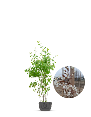 Krentenboom meerstammig | Amelanchier Lamarckii
