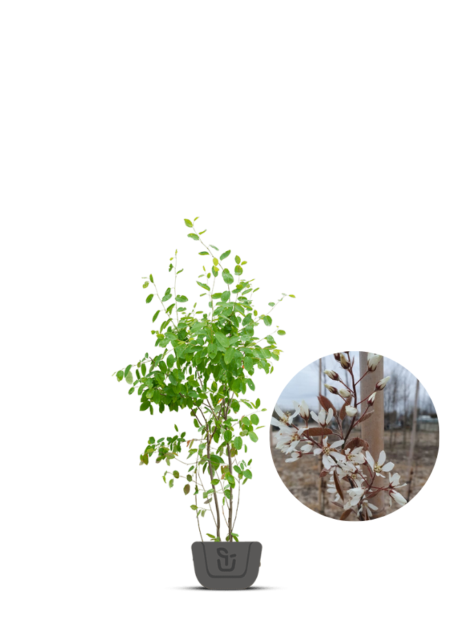 Krentenboom meerstammig | Amelanchier Lamarckii