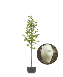 Magnoliaboom | Magnolia soul. Alba Superba