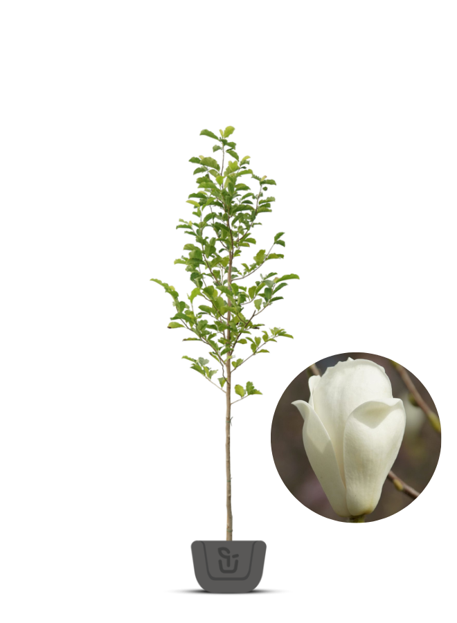 Magnoliaboom | Magnolia soul. Alba Superba
