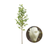 Magnoliaboom | Magnolia soulangeana Alba Superba