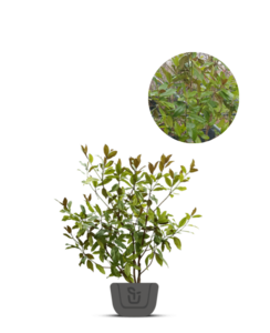 Magnolia struik | Magnolia grandiflora