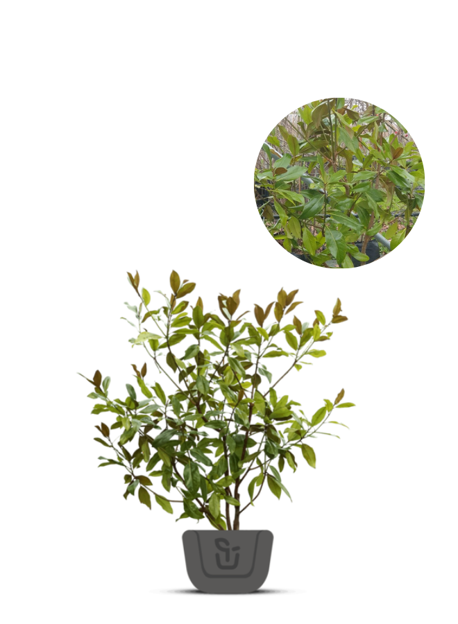 Magnolia struik | Magnolia grandiflora