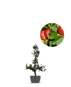 Oude fruitboom | Malus domestica Elstar