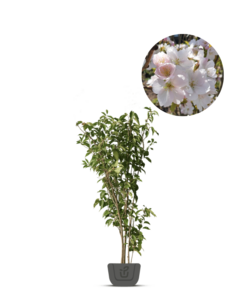 Meerstammig sierkers | Prunus ser. Amanogawa