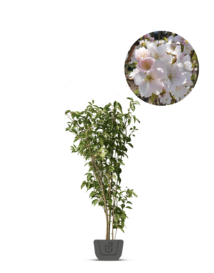 Meerstammig sierkers | Prunus serrulata Amanogawa