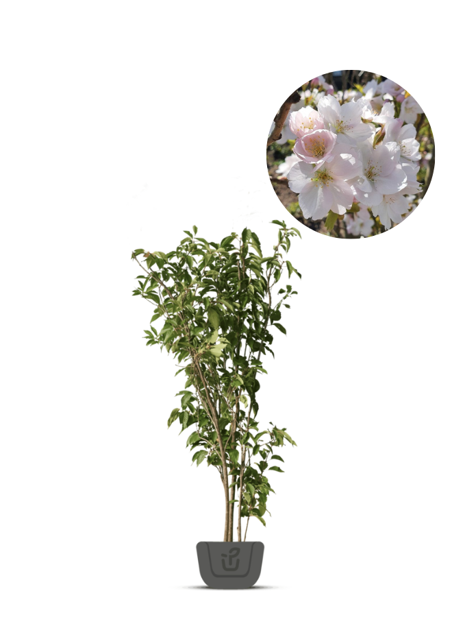 Meerstammige sierkers | Prunus ser. Amanogawa