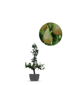 Oude perenboom | Pyrus comm. Conference