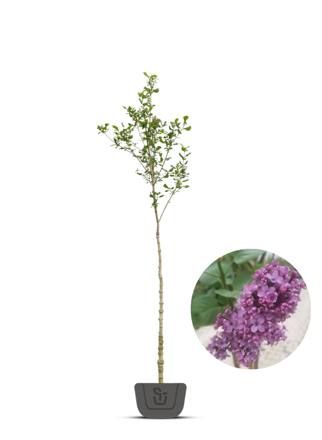 Sering op stam | Syringa in soorten