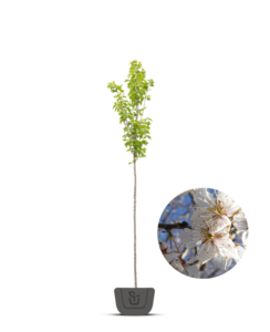 Witte sierkers | Prunus 'Colt'
